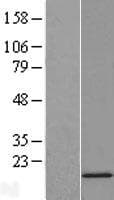 SNRPD2 Protein (Over-Expression Lysate Myc-DDK (Flag))