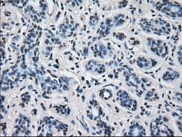 HSD17B10 / HADH2 Antibody (clone OTI11A2, Carrier-free)