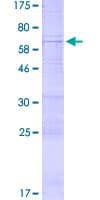 Human PRSS23 Protein (Recombinant GST)