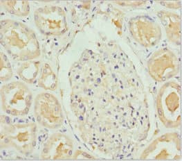 PEA15 / PEA-15 Antibody