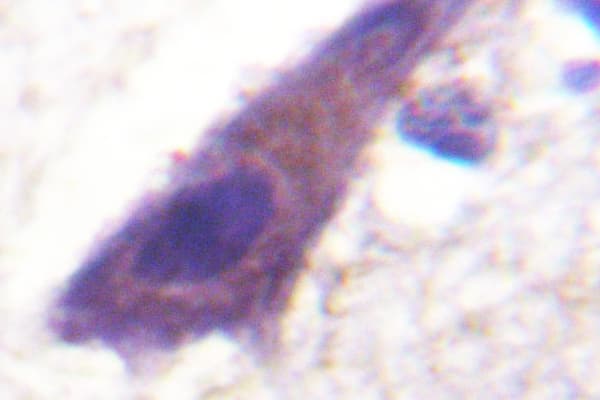 Polyclonal Rabbit anti-Human CD71 / Transferrin Receptor Antibody (Tyr20, IHC, WB)