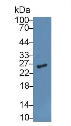 GSTA1 Antibody (aa2-222, APC)