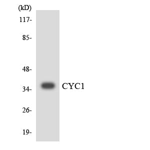 CYC1 / Cytochrome C-1 Antibody (aa117-166)