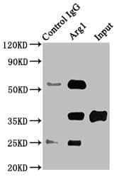 Polyclonal Rabbit anti-Mouse ARG1 / Arginase 1 Antibody