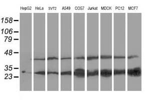 PNPO Antibody (clone OTI3B3)