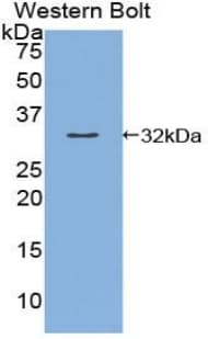 KLK9 / Kallikrein 9 Antibody (aa1-254, Biotin)