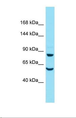 DAAM2 Antibody (aa51-99)