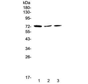 Polyclonal Rabbit anti-Human CRTC2 / TORC2 Antibody (WB)