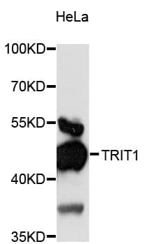 TRIT1 Antibody