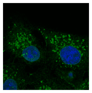 IHC-plus™ CAV2 / Caveolin 2 Antibody