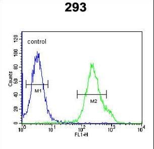 Polyclonal Rabbit anti-Human KCTD21 Antibody (aa232-260, IHC, WB)