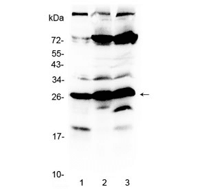RANBP1 Antibody
