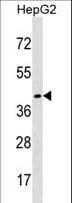DHH / Desert Hedgehog Antibody (aa195-223)