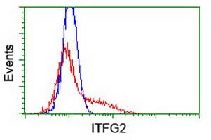 ITFG2 Antibody (clone OTI 3D8)