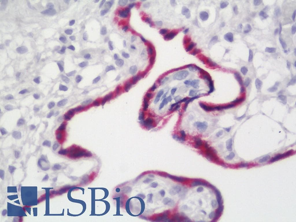 IHC-plus™ GH / Growth Hormone Antibody