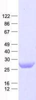 Human ATG101 Protein (Recombinant His, N-Terminal)