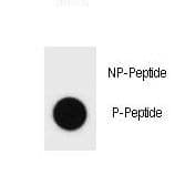 BAD Antibody (phospho-Ser161)
