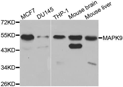 MAPK9 / JNK2 Antibody