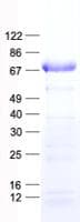 Human SOCS6 / SOCS-6 Protein (Recombinant His, N-Terminal)