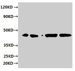 IHC-plus™ Polyclonal Rabbit anti-Human ERGIC3 Antibody (aa47-341, IHC, IF, WB)