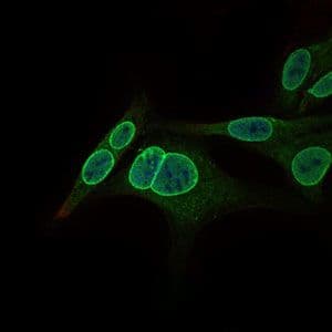 NR6A1 / GCNF Antibody (Amino Acid: 65-118, clone 4G8)