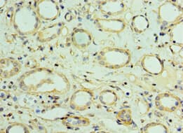 VAMP3 / VAMP-3 Antibody (aa1-80)