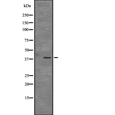 CD109 Antibody