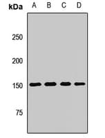 Neurofascin / NF Antibody