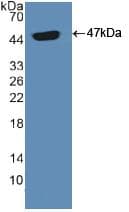 PACAP Antibody (aa17-176)
