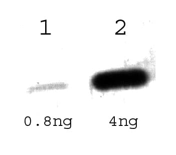 Tet Repressor Antibody (aa25-75)