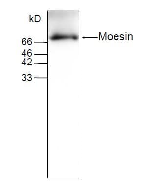 MSN / Moesin Antibody