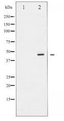 E2F1 Antibody