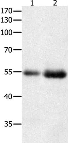 HDAC1 Antibody
