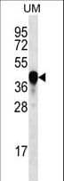 PROX2 Antibody (aa511-539)