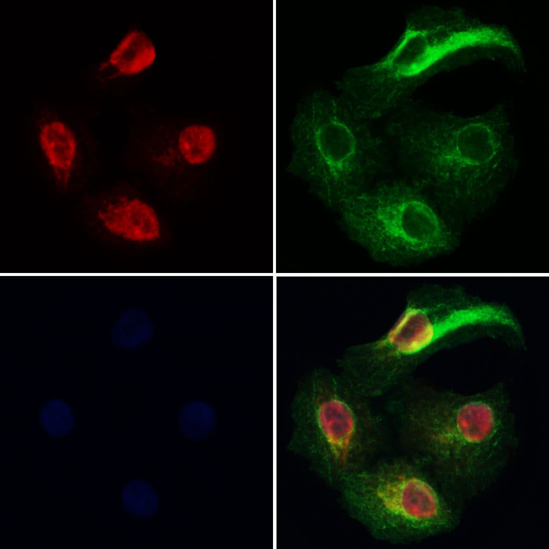 GNAQ Antibody