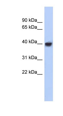 PURA / Pur-Alpha Antibody (N-Terminus)