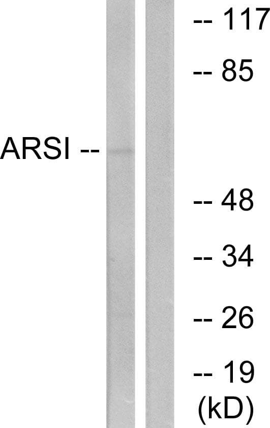 Polyclonal Rabbit anti-Human ARSI / Arylsulfatase I Antibody (IF, WB)