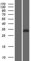 PGP Protein (Over-Expression Lysate Myc-DDK (Flag))
