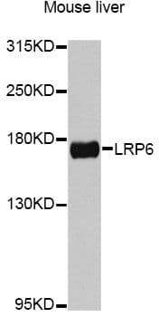 LRP6 Antibody