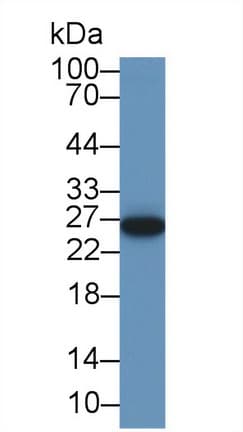 NR0B2 Antibody (aa1-257, Cy3)