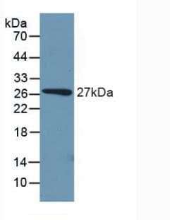 PCK1 Antibody (aa312-563)