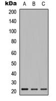 RLN2 / Relaxin 2 Antibody (Internal)