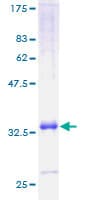 Human CXCL11 Protein (Recombinant GST)