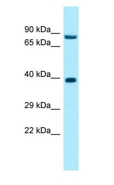 RPP30 Antibody (aa216-265)