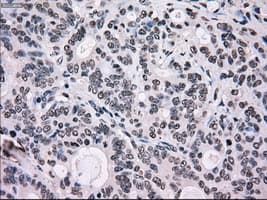 SCYL3 Antibody (clone OTI1A5)