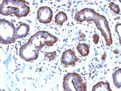 Recombinant Monoclonal Rabbit anti-Human FTL / Ferritin Light Chain Antibody (clone FTL/2338R, Azide-free,Carrier-free, aa 38-165, IHC, WB)