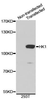HK1 / Hexokinase 1 Antibody