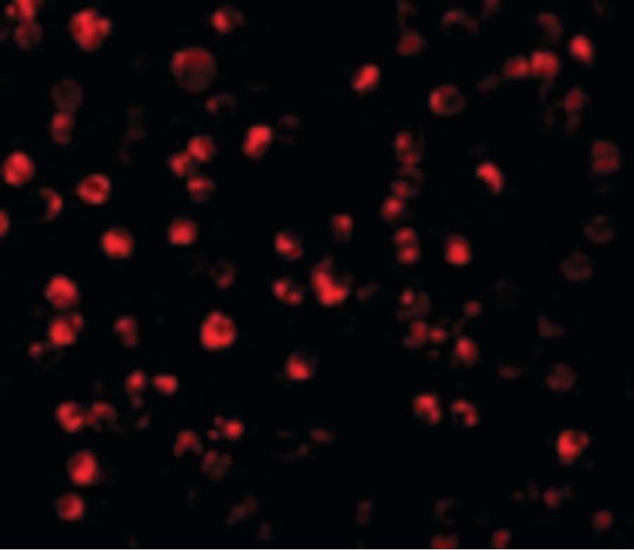 IHC-plus™ ATF6 Antibody