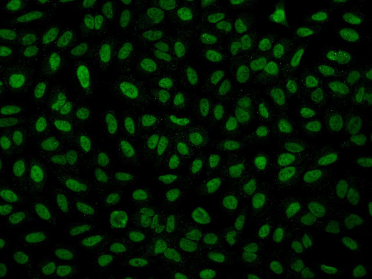 INIP / C9orf80 Antibody