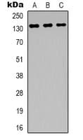 ABL1 / c-ABL Antibody (Internal)